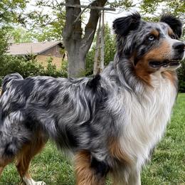 Apollo - Australian Shepherd