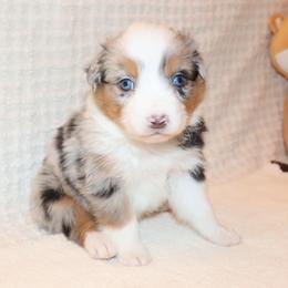 Dawn - Blue merle female Australian Shepherd puppy in Colorado from Firestone Australian Shepherds