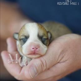 Token - Red male Pembroke Welsh Corgi puppy in Straughn, Alabama from Magnolia Creek Corgis