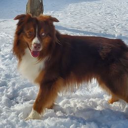 Behr - Miniature Australian Shepherd puppy from RStar Aussies