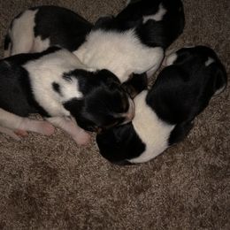 Girl 1 - Tri-colored female Treeing Walker Coonhound puppy in Vermontville, Michigan from Stackem Up Kennel