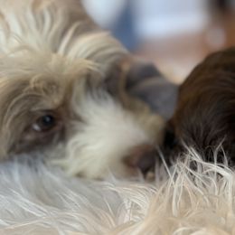 Australian Mountain Doodles from Sammi Sweet Doodles