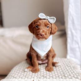 Wharf - Red  female Goldendoodle puppy in Syracuse, Indiana from The Doodle Cove