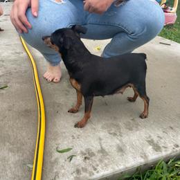 Tasha - Black and rust female Miniature Pinscher puppy in Lancaster, Missouri from White Stone Ranch