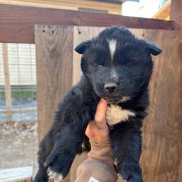 Boy 1 - Black and white male Siberian Husky puppy in Iron River, Wisconsin from Wiemeri Siberians