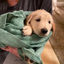 Golden Retriever Puppies from Canyon Ridge Goldens