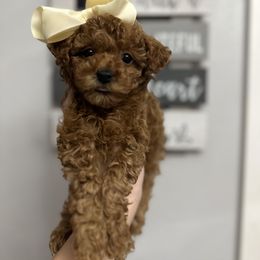 Cavapoo, Cockapoo, and Poodle Puppies from Heavenly Puppies to Love