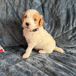 Gregory - Parti male Goldendoodle puppy in Barstow, California from Golden Desert Doodles