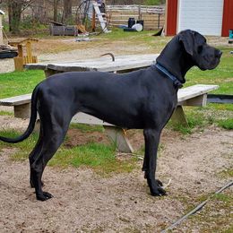 Shiloh - Great Dane