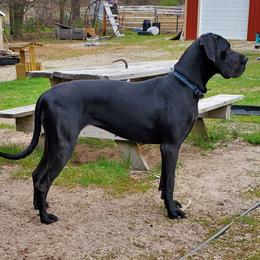 Shiloh - Great Dane