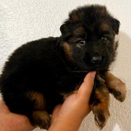 Molly - Black and red female German Shepherd puppy in Quartz Hill, California from Von Gonzalez Kennel