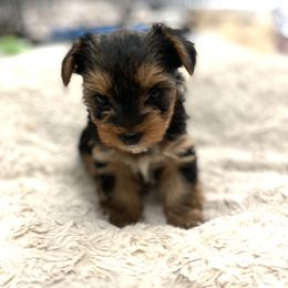 Yorkshire Terrier Puppies from Elaine’s Pup Co.