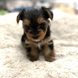 Yorkshire Terrier Puppies from Elaine’s Pup Co.