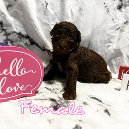 Poodle Puppies from The Poodle Boutique
