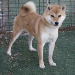 Saya - Red female Shiba Inu puppy in San Diego County, California from Mishmo's Shibas and Papillons
