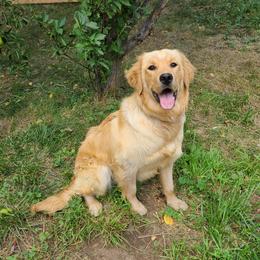 Ruth - Golden Retriever