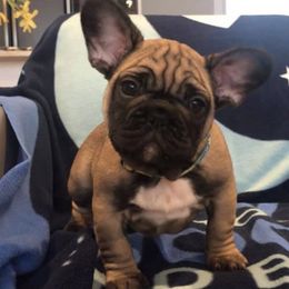 French Bulldogs from Ardent French Bulldogs