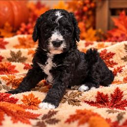 S'more - Black female Goldendoodle puppy in Pittsburg, Texas from Grace Springs Goldendoodles