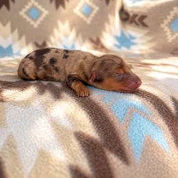 Boy 3 - Dapple male Dachshund puppy in Oklahoma from Red Oak Long Dogs