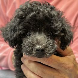 AKC CH Champion Sired Ollie DNA Tested OFA Certified Lines - Black male Poodle puppy in Jacksonville, Alabama from Abounding Poodles