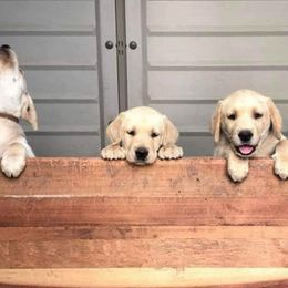 Labrador Retriever Puppies from Warnow Labradors