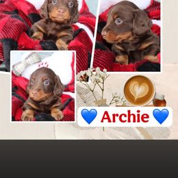 Archie - Chocolate and tan male Dachshund puppy in Tampa, Florida from Crosbys Doxies