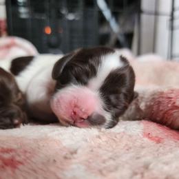 AKC Jenga - Brown and white female Cocker Spaniel puppy in New Market, Tennessee from Down in the Holler