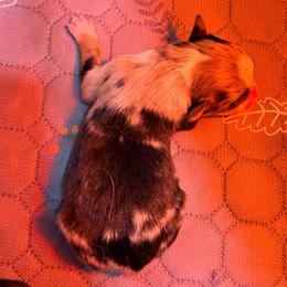 Boy 2 - Blue merle male Miniature Australian Shepherd puppy in Arcadia, Indiana from Sunset Cowgirl Mini Aussies