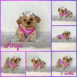 Anya - Cream and white female Shih Tzu puppy in Yelm, Washington from Lala's All Star Shih Tzu