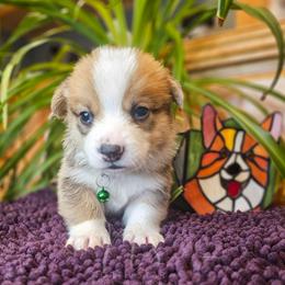 Louie - Red male Pembroke Welsh Corgi puppy in Fortine, Montana from North Star Pembroke Welsh Corgi's