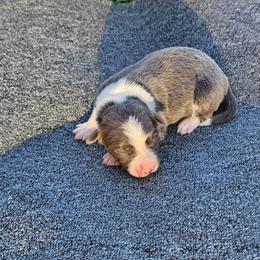 Blue 2 - Blue female Border Collie puppy in Springtown, Texas from CRL Farms