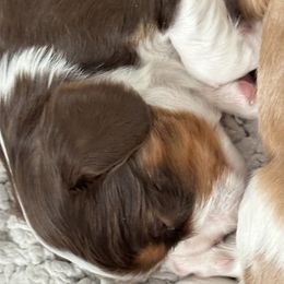 Cavalier King Charles Spaniel Puppies from Cavaliers of New Castle