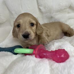 Dachshund Puppies from Signatures Mini Dachshunds