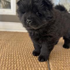 Pink female - Black Chow Chow puppy in Minnesota from Yangs Chow Chows