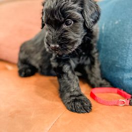 Beckham (red) - Black Giant Schnauzer puppy in Harrisville, Utah from Diamond in the Ruff