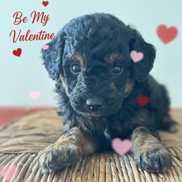 Emmi - Phantom female Goldendoodle puppy in Gay, Georgia from That’s My Puppy