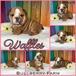Bulldog Puppies from Bullberry Farm