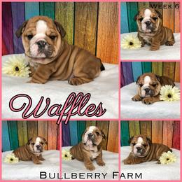 Bulldog Puppies from Bullberry Farm