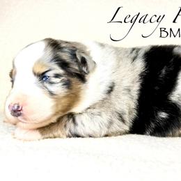 BMF Yasmine - Blue merle female Australian Shepherd puppy in Shelby, Alabama from Legacy Farms