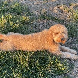Goldendoodle Puppies from 2KC Doodles
