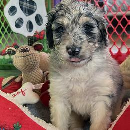 Gamora - Blue merle female Aussiedoodle puppy in Springfield, Missouri from Doodle Dandy Bernedoodles & Aussiedoodles