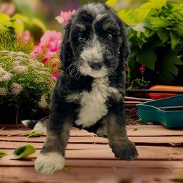 Porter - Tri-color male Bernedoodle puppy in Thornville, Ohio from Four Front Doodles & Friends