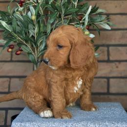 Archie - Red  male Goldendoodle puppy in Apopka, Florida from Rae Precious Puppies
