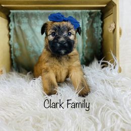 Soft Coated Wheaten Terrier Puppies from Wonderful Wheatens