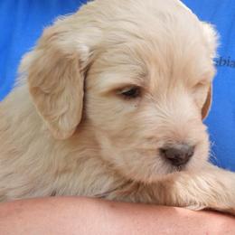 Floyd - Cream male Pyredoodle puppy in Prescott, Washington from Washington Pyredoodles