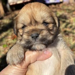 Eric - Golden male Lhasa Apso puppy in Albany, Georgia from Clark's Lhasas