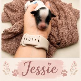 Jessie - Piebald female Dachshund puppy in Waco, Georgia from Huff Family Doxies & Doodles
