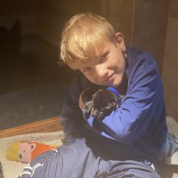 German Shepherd Puppies from Ransomshire Shepherds