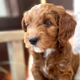 Lightening - Red  Goldendoodle puppy in Saint John, Indiana from Lulu's Goldendoodles