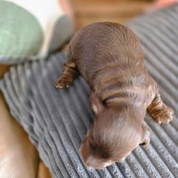 Bean - Chocolate and tan female Dachshund puppy in Arizona from Tps Teeny Weins